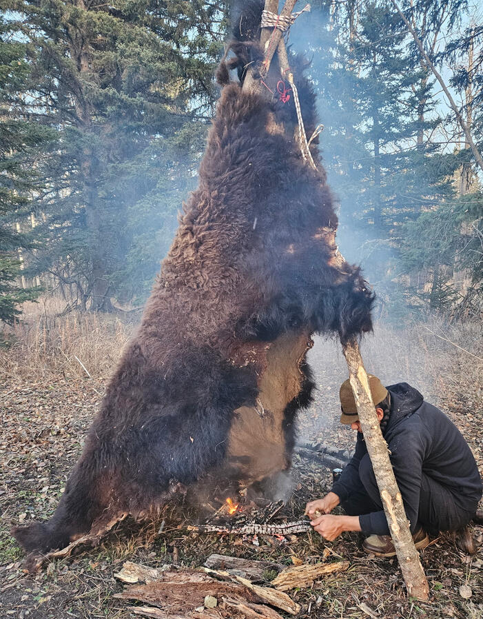 Bison Hide