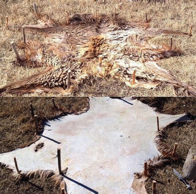 Elk Hide